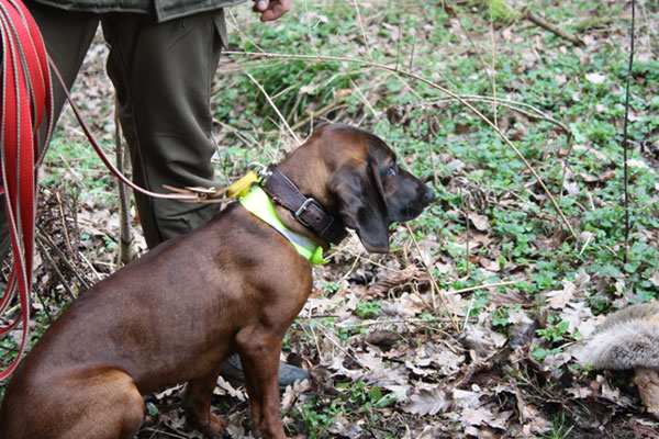 jagdhundschweissarbeithundm