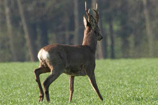 Neue Rehwild Abschuss- und Rehbock Bewertungsrichtlinien