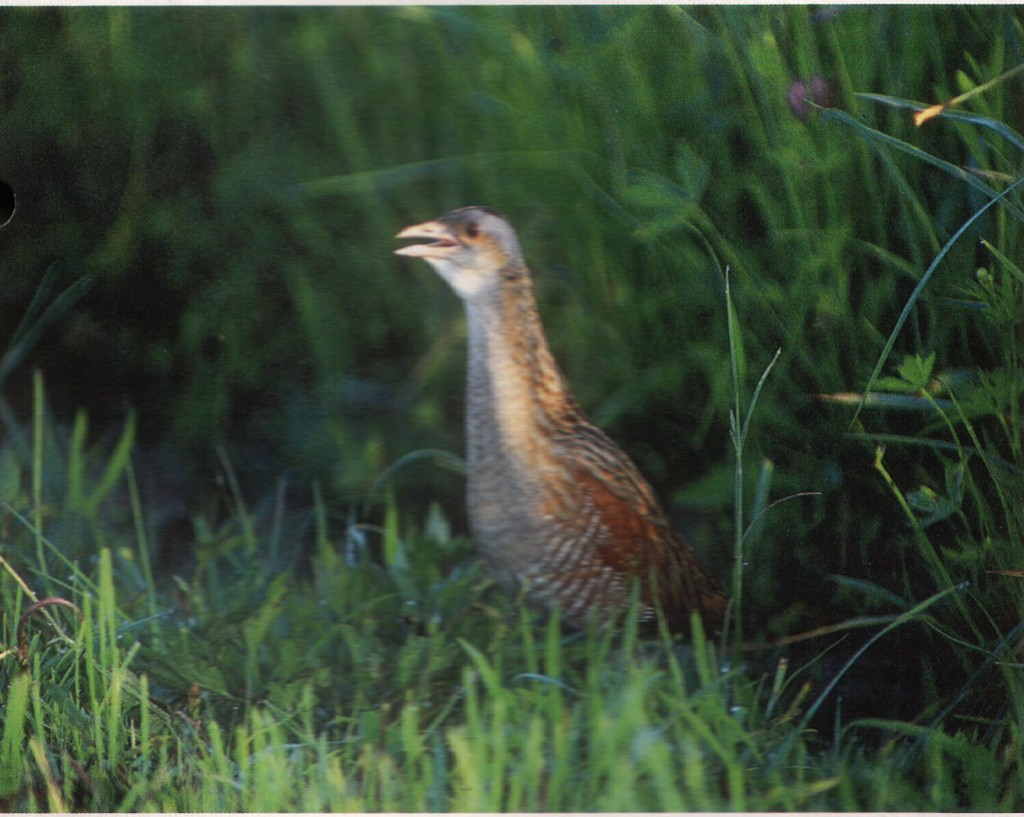 Wachtelkönig