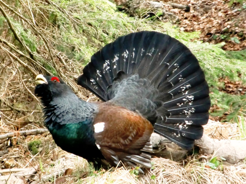 Das Auerhuhn – uriger Vogel heimischer Gebirgswälder, OÖ LJV