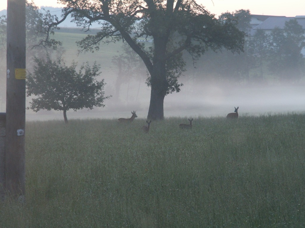 Herbst_Rehe