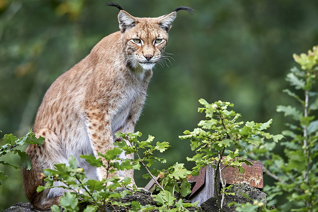 Luchs, OÖ LJV