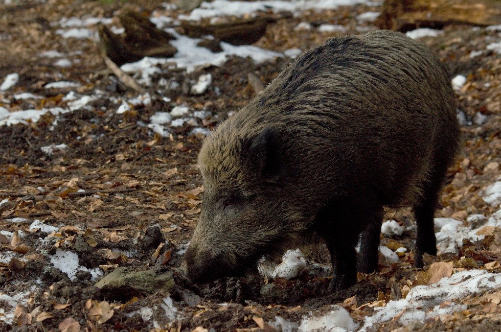 Die Afrikanische Schweinepest auf dem Vormarsch –   Was können wir tun?, OÖ LJV