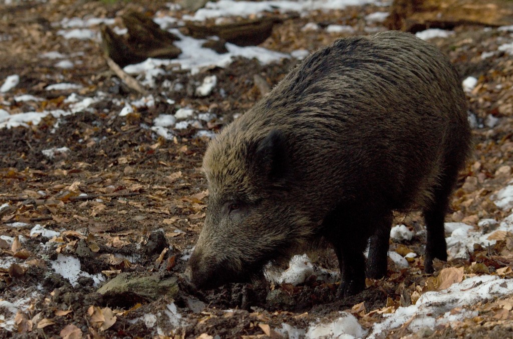 Afrikanische Schweinepest. Risiko: Hoch!, OÖ LJV