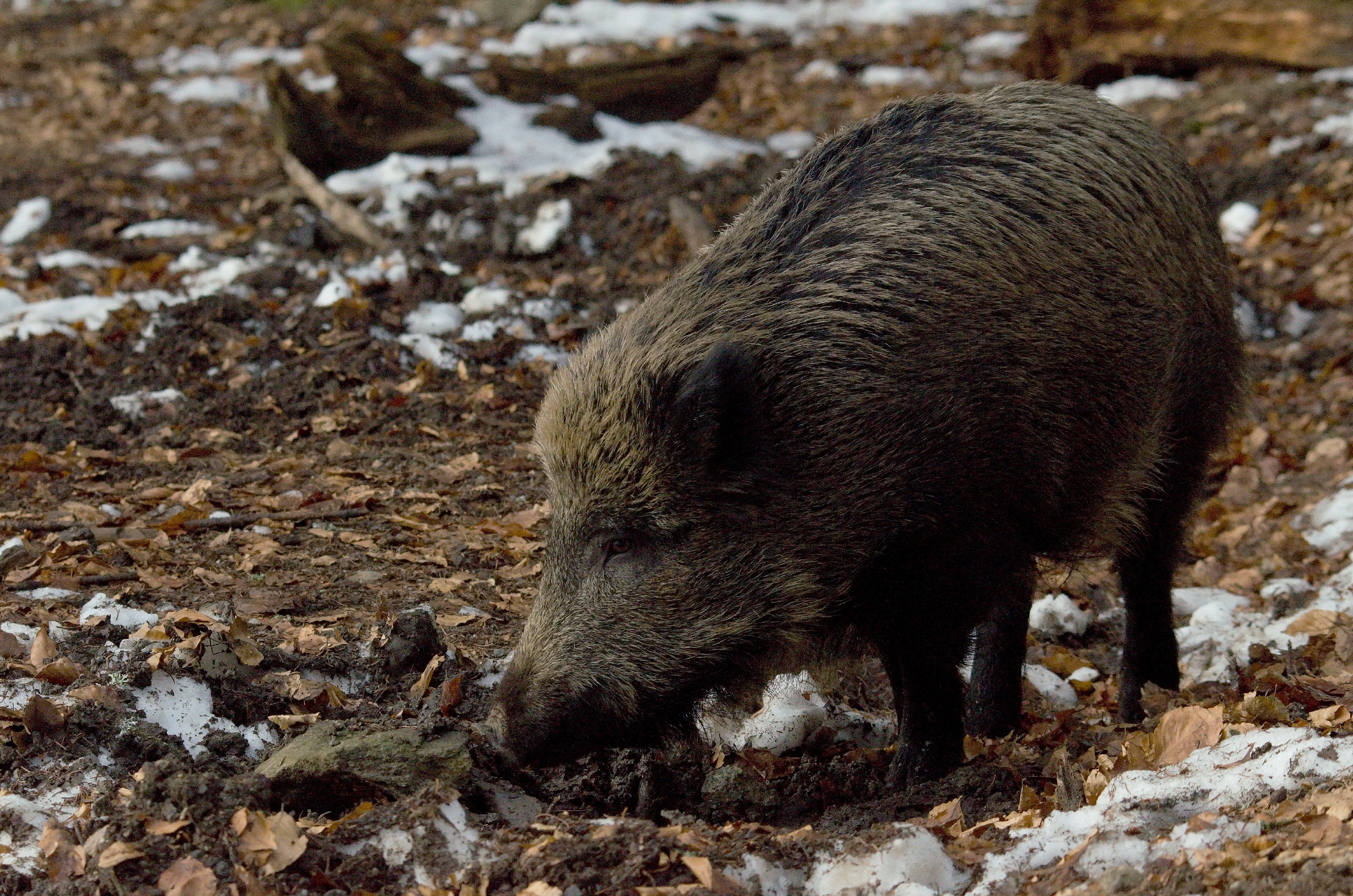 Die Afrikanische Schweinepest auf dem Vormarsch –   Was können wir tun?