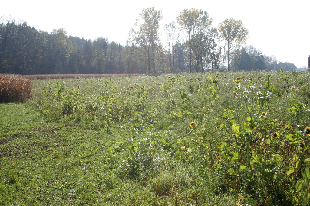 Erfolgreiche Niederwildhege &#8211;  Illusion oder Realität?, OÖ LJV