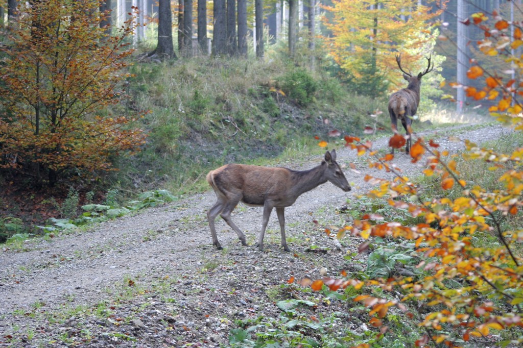 Wohin geht die Jagd?, OÖ LJV