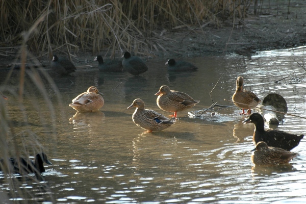 Geflügelpest (Vogelgrippe)