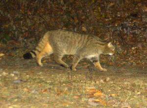 Wildkatze Fotofalle_Gerngross