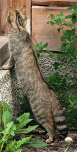 Wildkatze Hirschstetten Gerngross