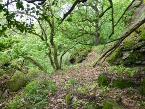 Wildkatze Lebensraum Gerngross