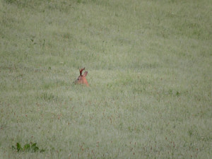 Böcke springen_Bock in Wiese