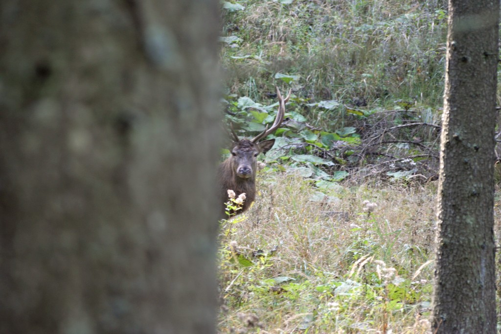 Resümee Ort Gmunden Hirsch