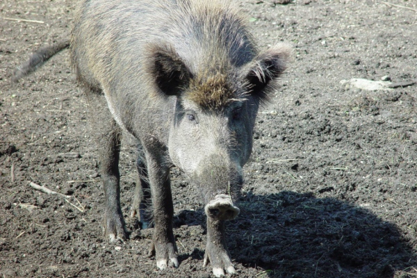 Wildschwein_OÖ LJV