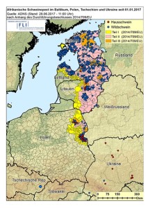 Afrikanische Schweinepest im Baltikum