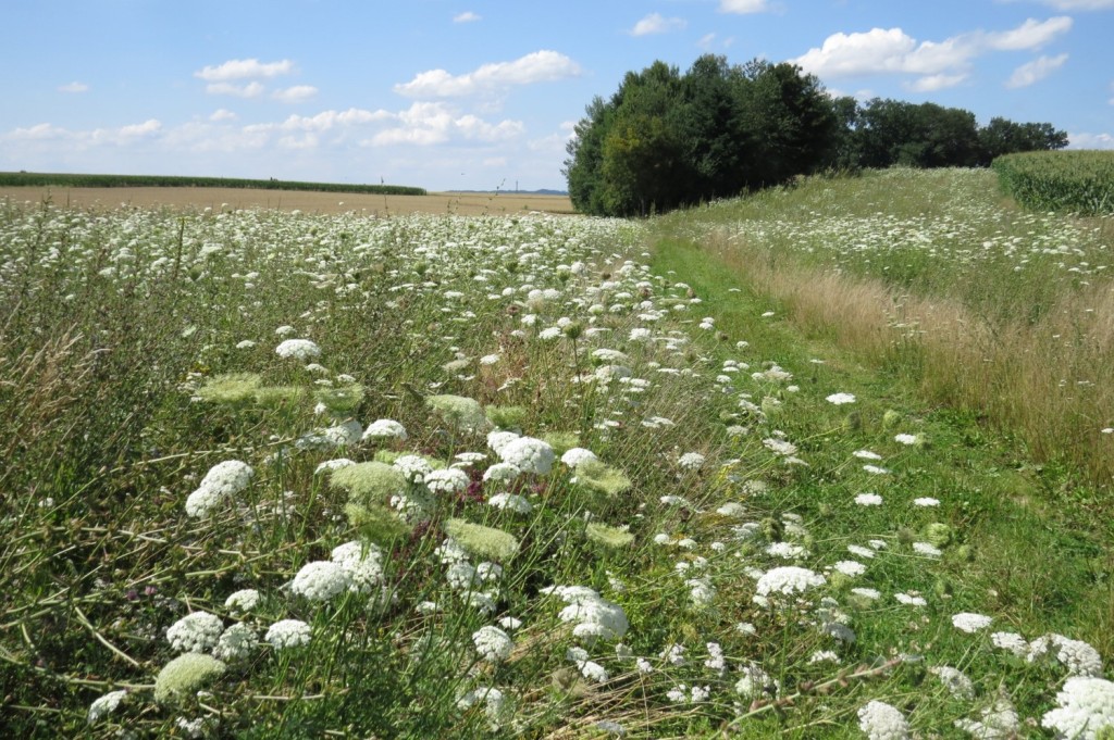 Naturschutzprojekt Braunau, OÖ LJV