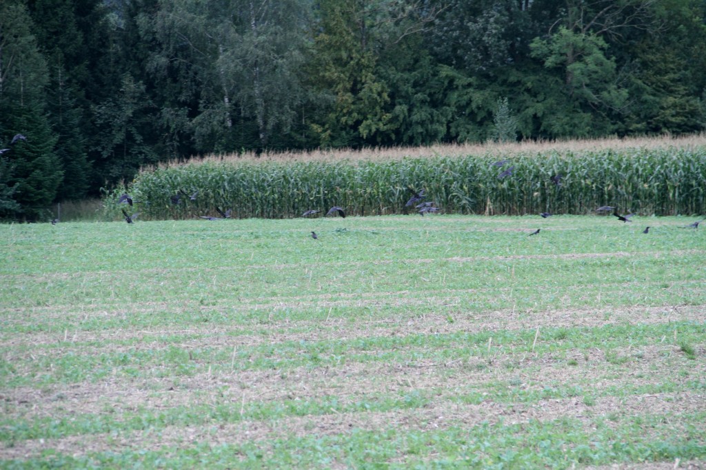 Biodiversität und Beutegreifer, OÖ LJV