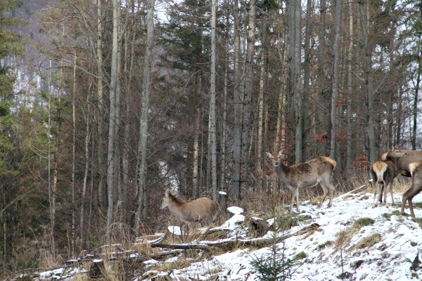 &Ouml;sterreich braucht die Jagd