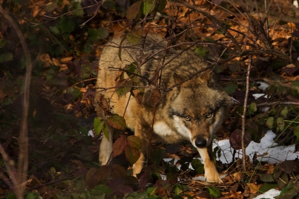 Wolf Foto N. Mayr