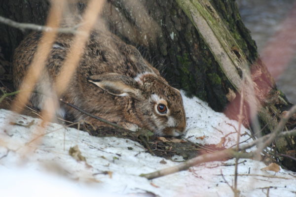 Einladung zum Niederwild-Symposium