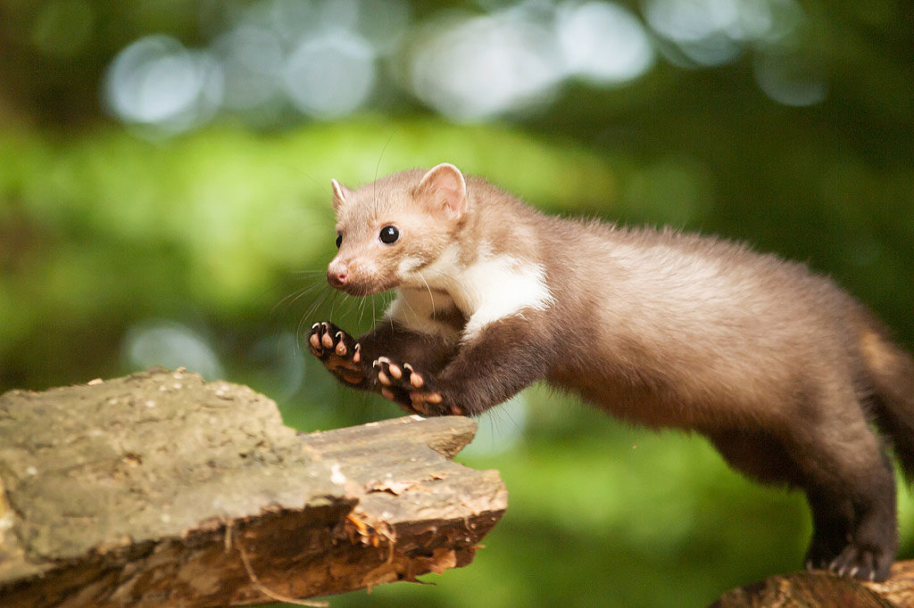 Steinmarder_ThinkstockPhotos