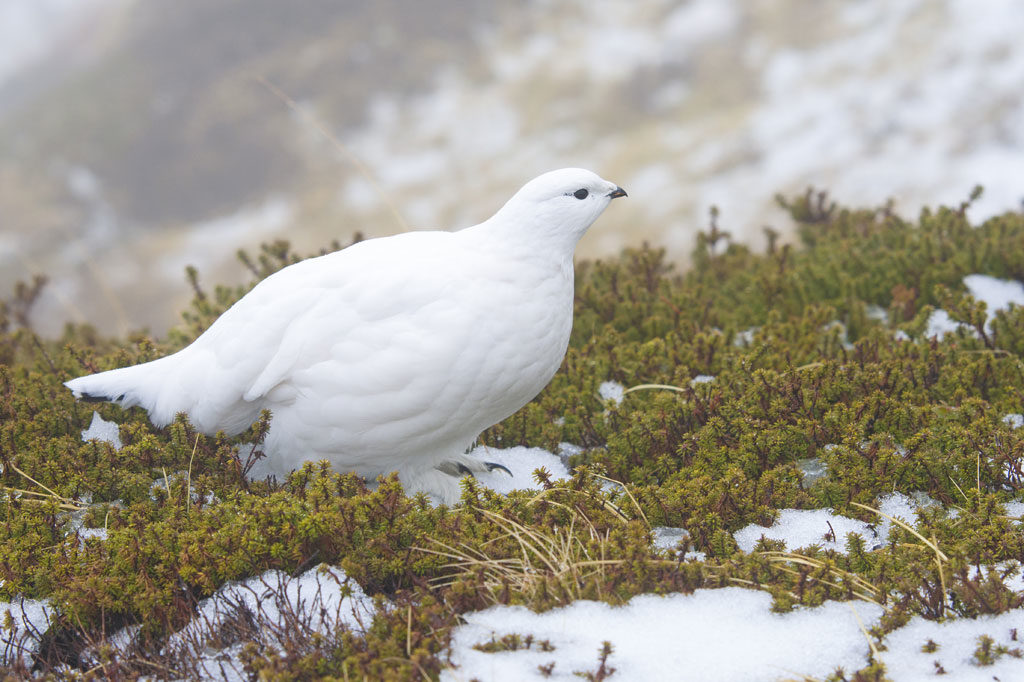 Alpenschneehuhn, OÖ LJV