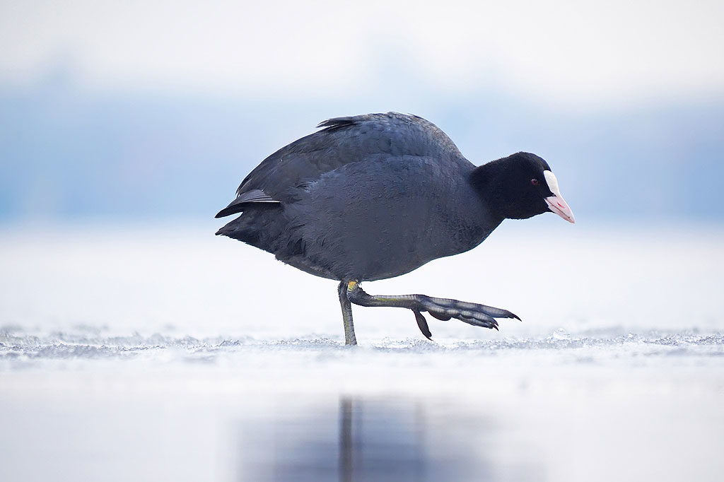 Bläßhuhn, OÖ LJV