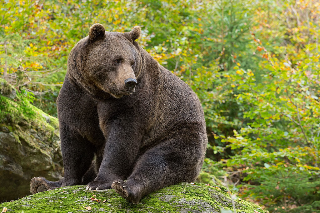 Braunbär, OÖ LJV