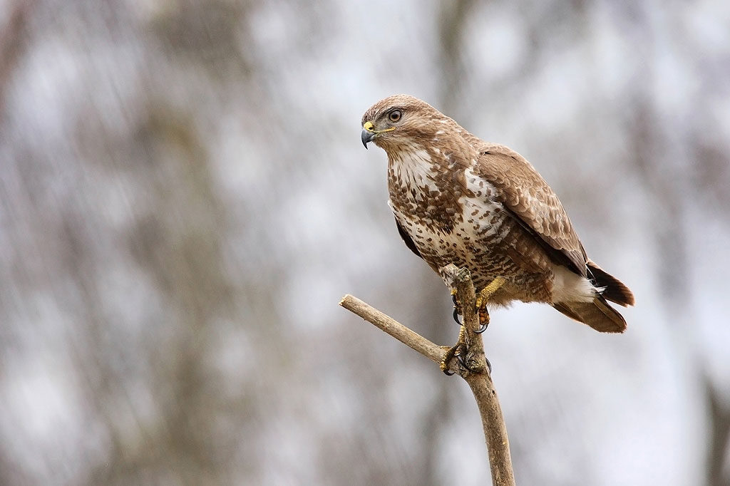 Mäusebussard – OÖ LJV