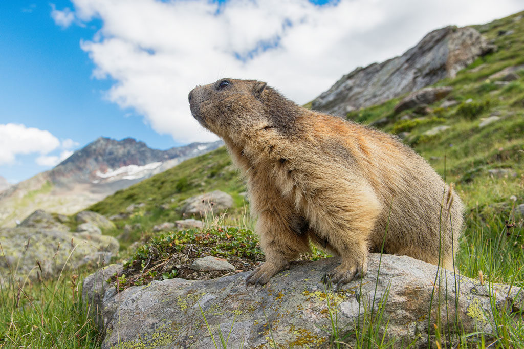 Alpenmurmeltier, OÖ LJV