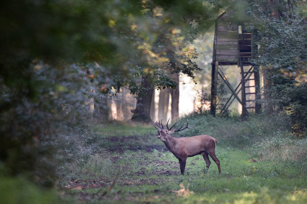 Jagdbare Tierarten, OÖ LJV