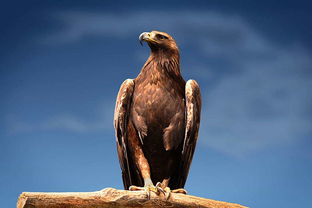 Steinadler, OÖ LJV