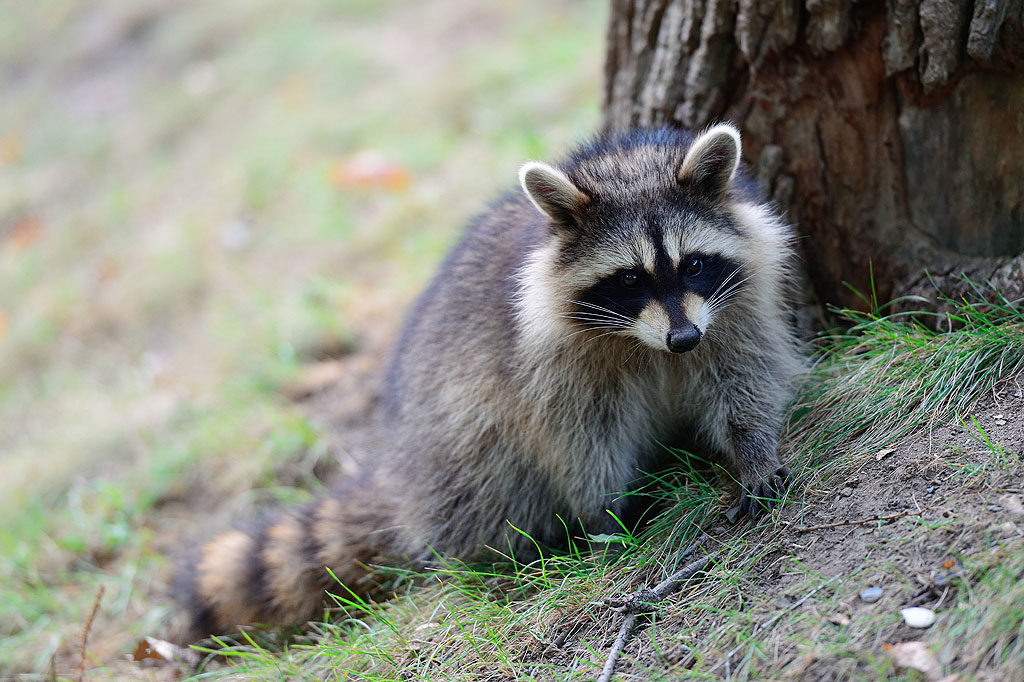 Waschbär, OÖ LJV