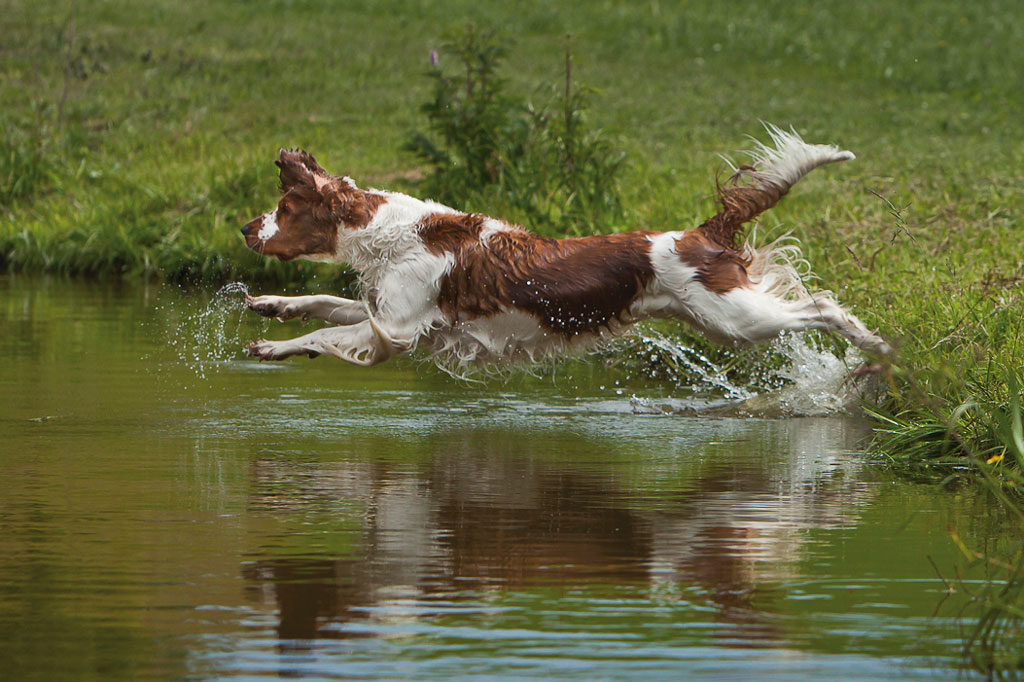 Ansuchen um Jagdhundebeihilfe, OÖ LJV