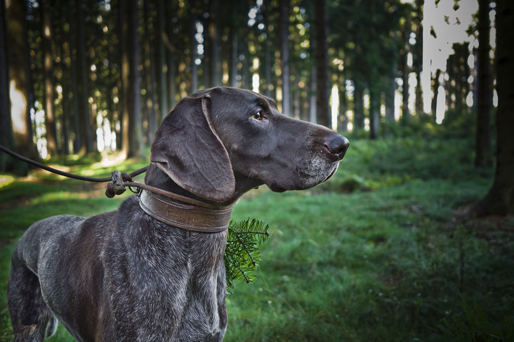 Vorstehhunde, OÖ LJV