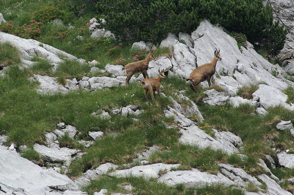 Wild &#038; Natur, OÖ LJV