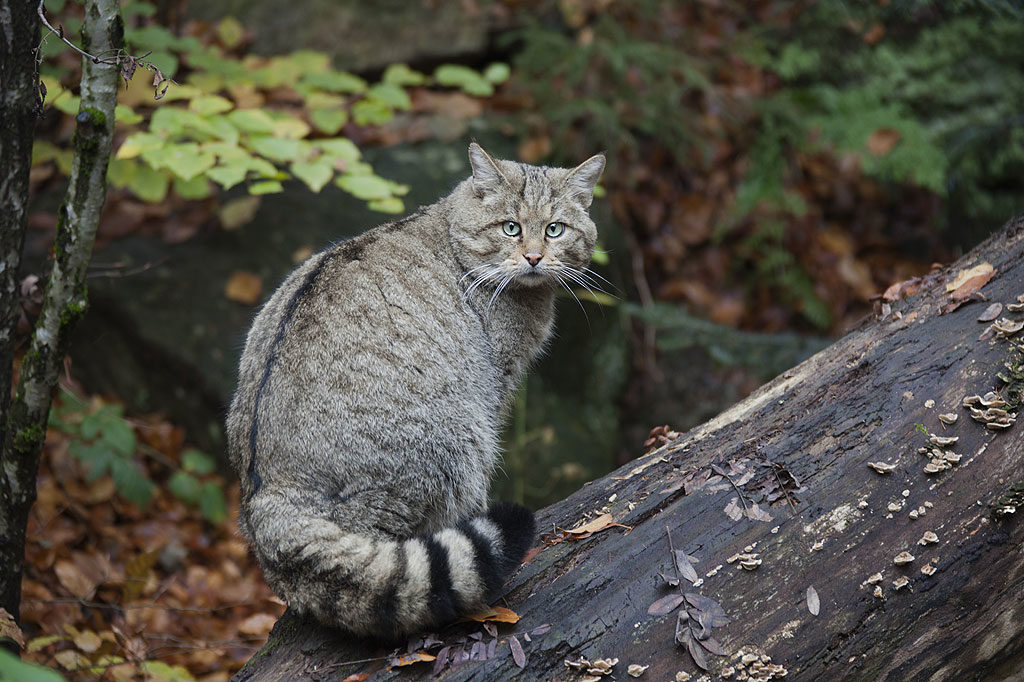 Wildkatze, OÖ LJV