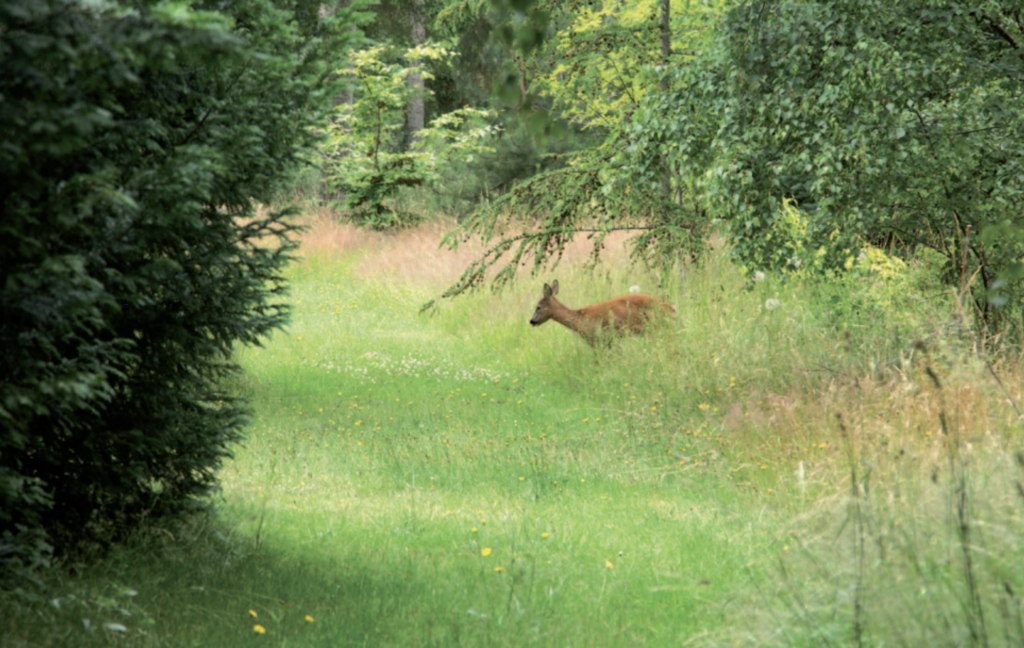 Vermeidung von Wildschäden im Wald durch Schalenwird, OÖ LJV