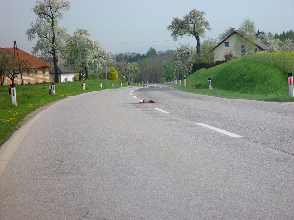 Fallwild im Straßenverkehr
