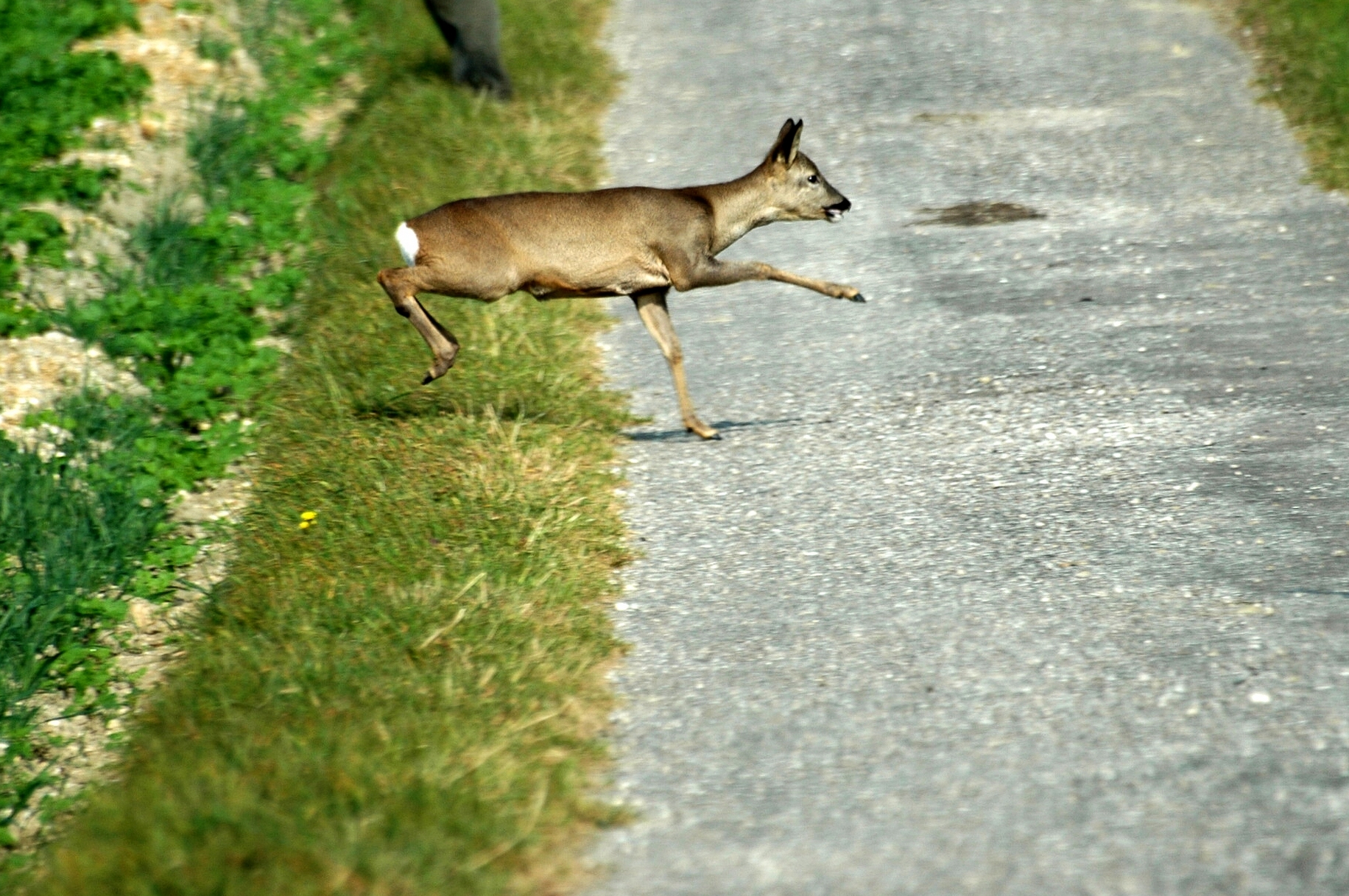 Wildschutzprojekt OÖ Reh flüchtig