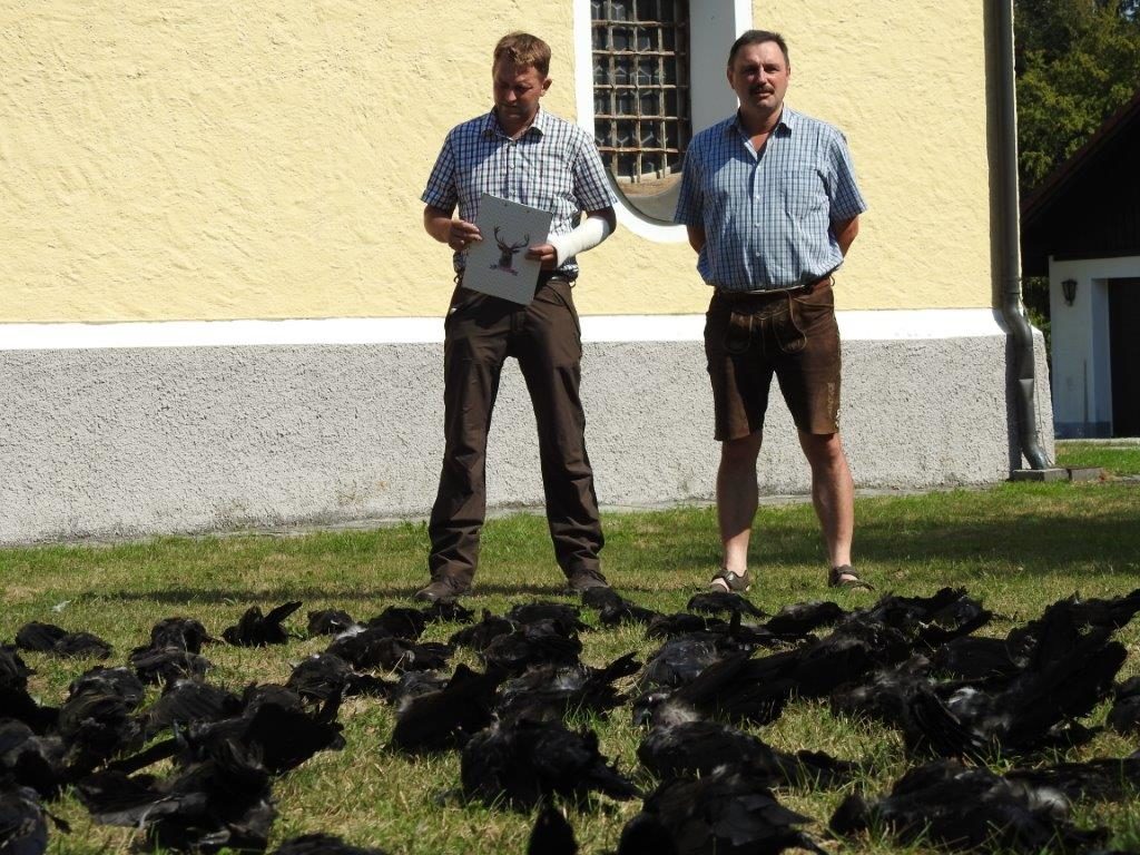 Krähenjagd August, OÖ LJV