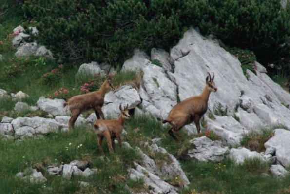 Gamswildsymposium des OÖ. Landesjagdverbandes