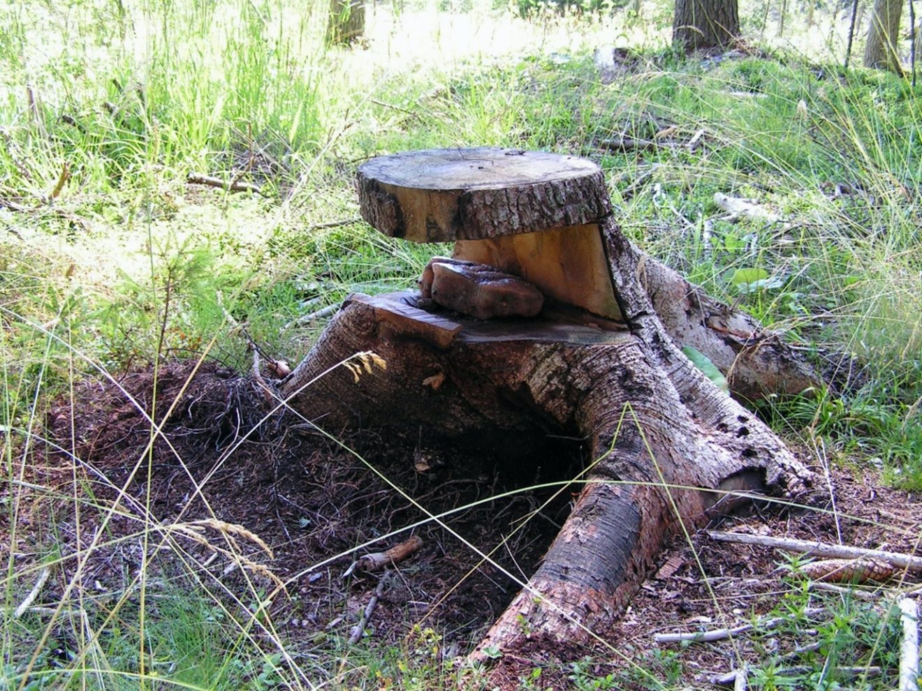 Wieviel Salz benötigt Wild?