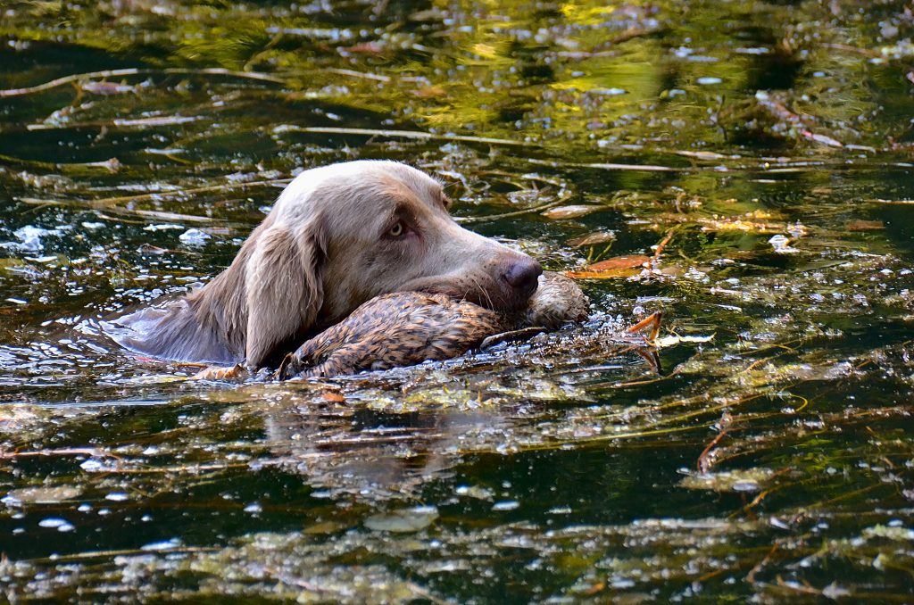 Jagdhunde, OÖ LJV