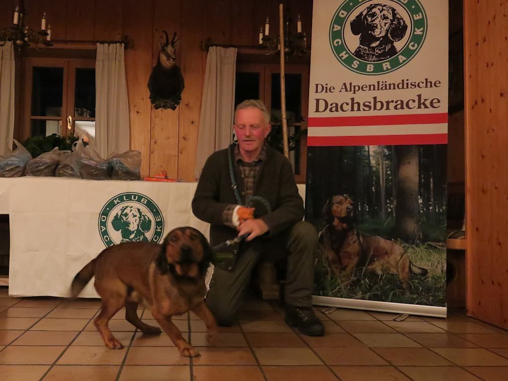 Gebrauchsprüfung Dachsbracken Klub 8.-9.11.2019, OÖ LJV