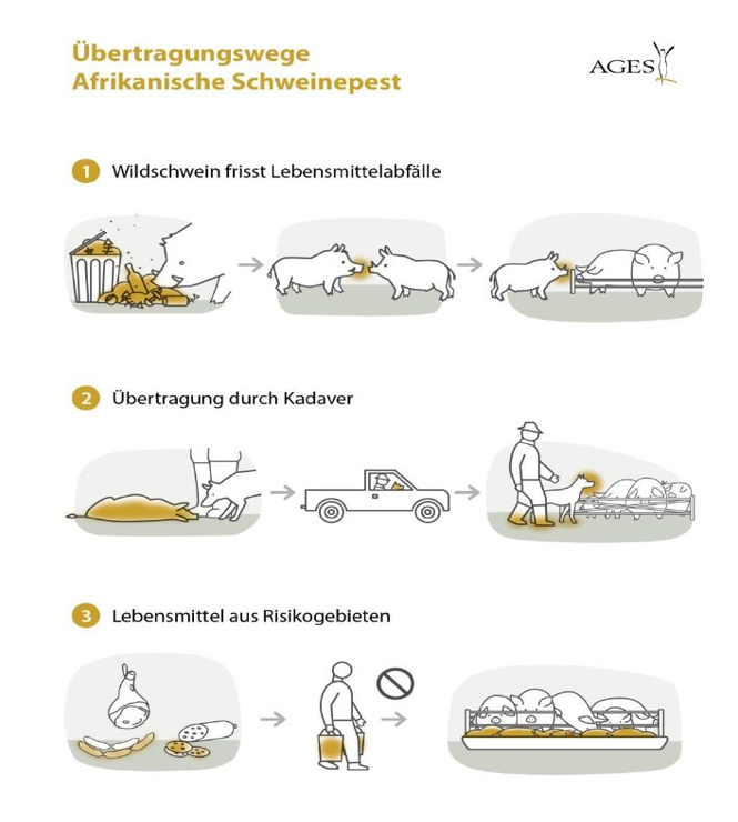 Afrikanische Schweinepest in Europa weiter auf dem Vormarsch, OÖ LJV