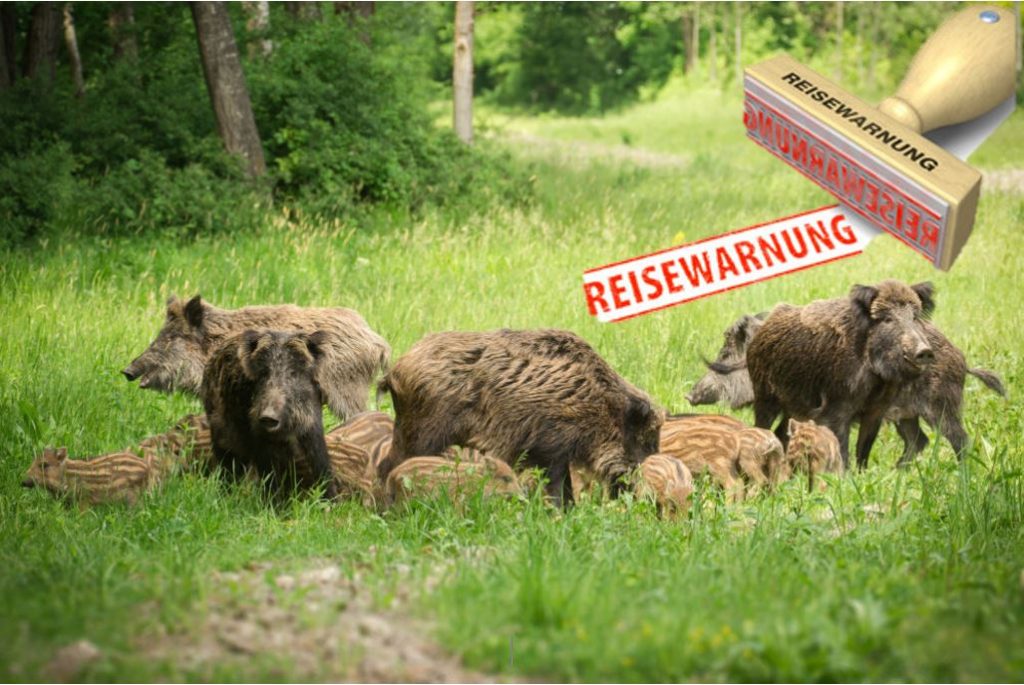 Afrikanische Schweinepest in Europa weiter auf dem Vormarsch, OÖ LJV