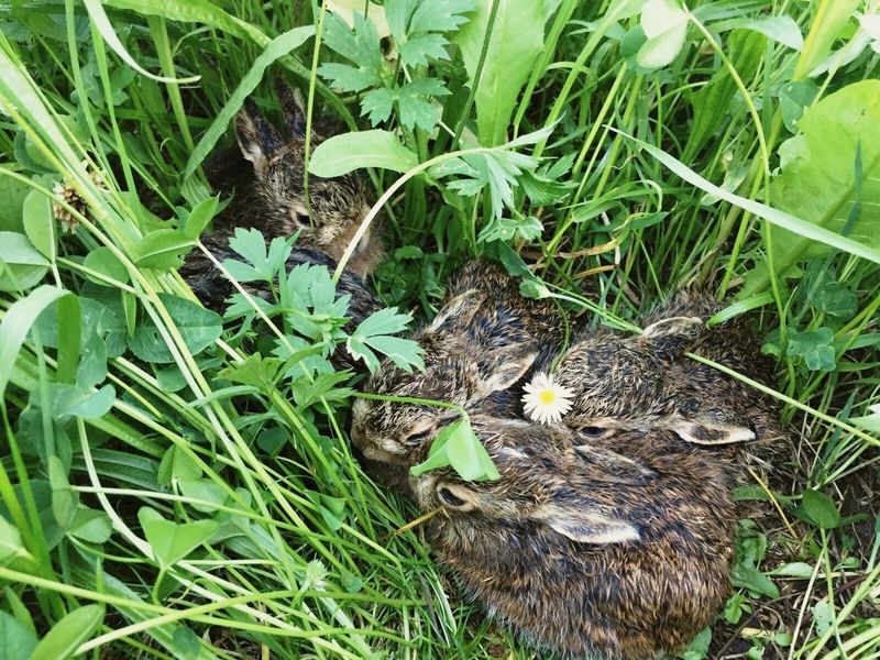 Frühlingsgefühle in Wald und Flur, OÖ LJV