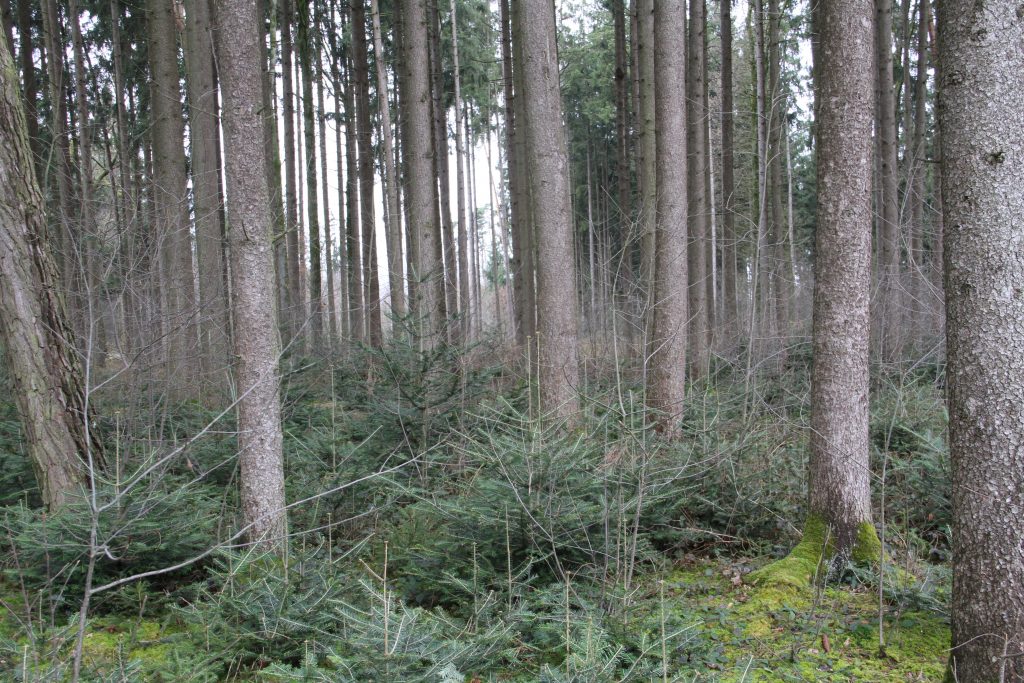 Abschussplanverordnung_Foto Begehung