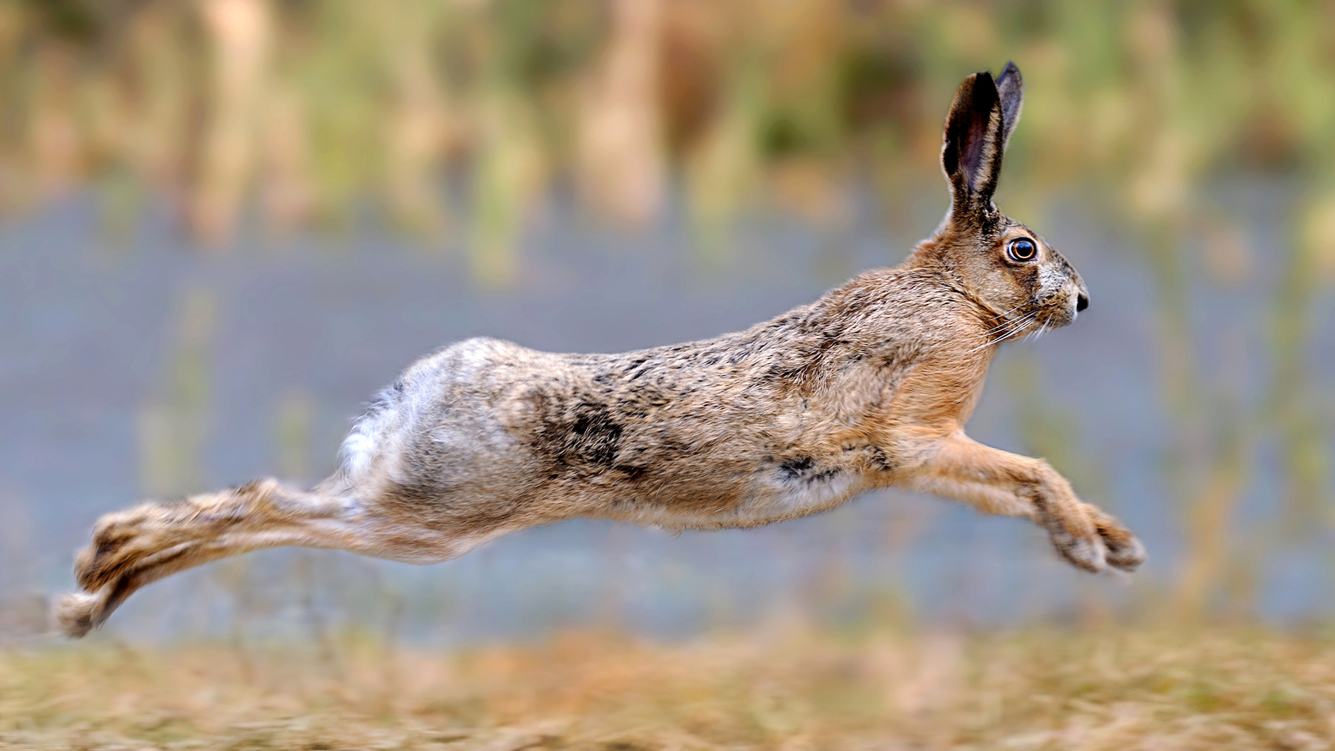 hase-abbalgen
